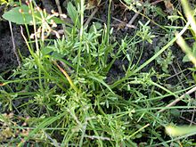 Cyperus flaccidus himegayaturi01.jpg