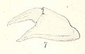 Cyrtograpsus angulatus (7).jpeg