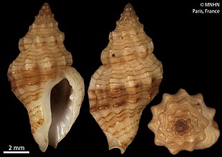 <i>Cytharomorula grayi</i> Species of gastropod