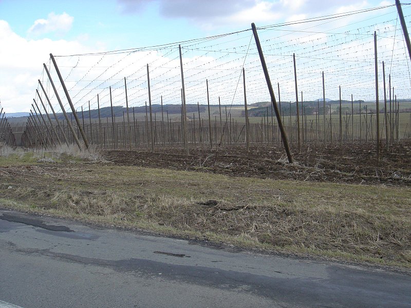 File:Czech Republic - Chmel - Hop.jpg