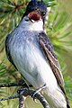 Calling eastern kingbird, in central Virginia