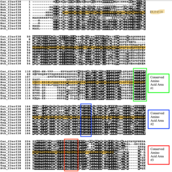 Multiple sequence alignment of C3orf38 protein in humans and various orthologs showing DUF conservation. MSA created using BoxShade tools. DUF4518 conservation MSA.png