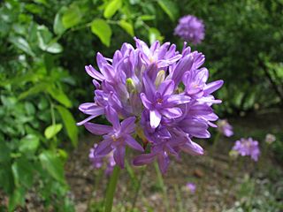 <i>Dichelostemma multiflorum</i> Species of flowering plant