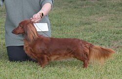 Dachshundstandard-longhair