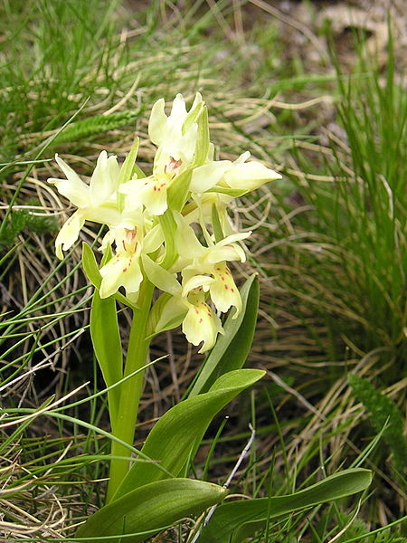 File:Dactylorhiza sambucina 040531Aw.jpg