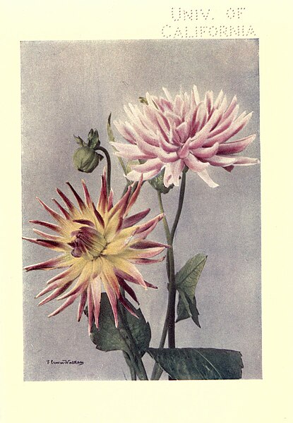 File:Dahlias (Plate IV) BHL18283839.jpg