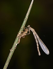 Red-striped Black bambootail Prodasineura verticalis, emergence