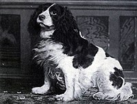 Dash-II-Norfolk-Spaniel.jpg