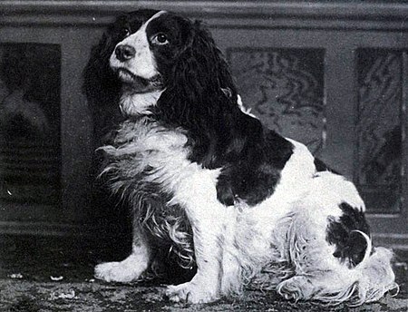 Spaniel_Norfolk