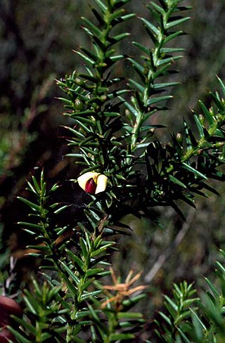 <i>Daviesia spinosissima</i> Species of legume