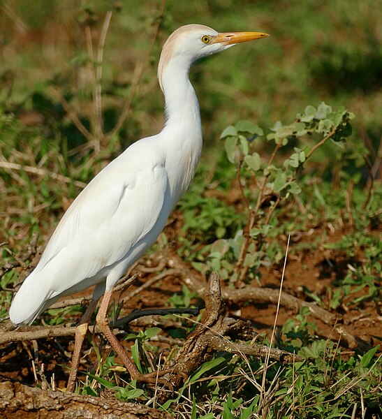 File:Day 17 Cattle Egret (Bubulcus ibis) (53239049232).jpg