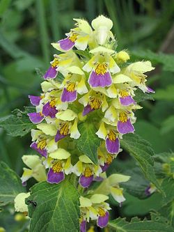 Leppeblomstfamilien