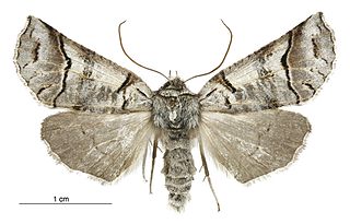 <i>Declana hermione</i> Species of moth endemic to New Zealand