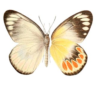 <i>Delias schoenbergi</i> Species of butterfly