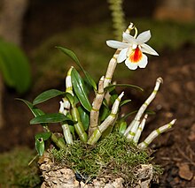 Dendrobium christyanum - Internationale Orchideen - und Tillandsienschau Blumengärten Hirschstetten 2016.jpg