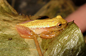 Dendropsophus sanborni.jpg görüntüsünün açıklaması.