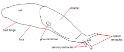 Deroceras agreste Zeichnung en.svg