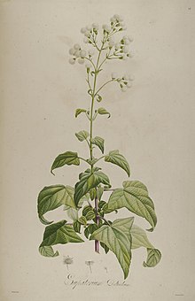 Description des plantes rares cultivees a Malmaison et a Navarre (pl. 14) BHL275879.jpg