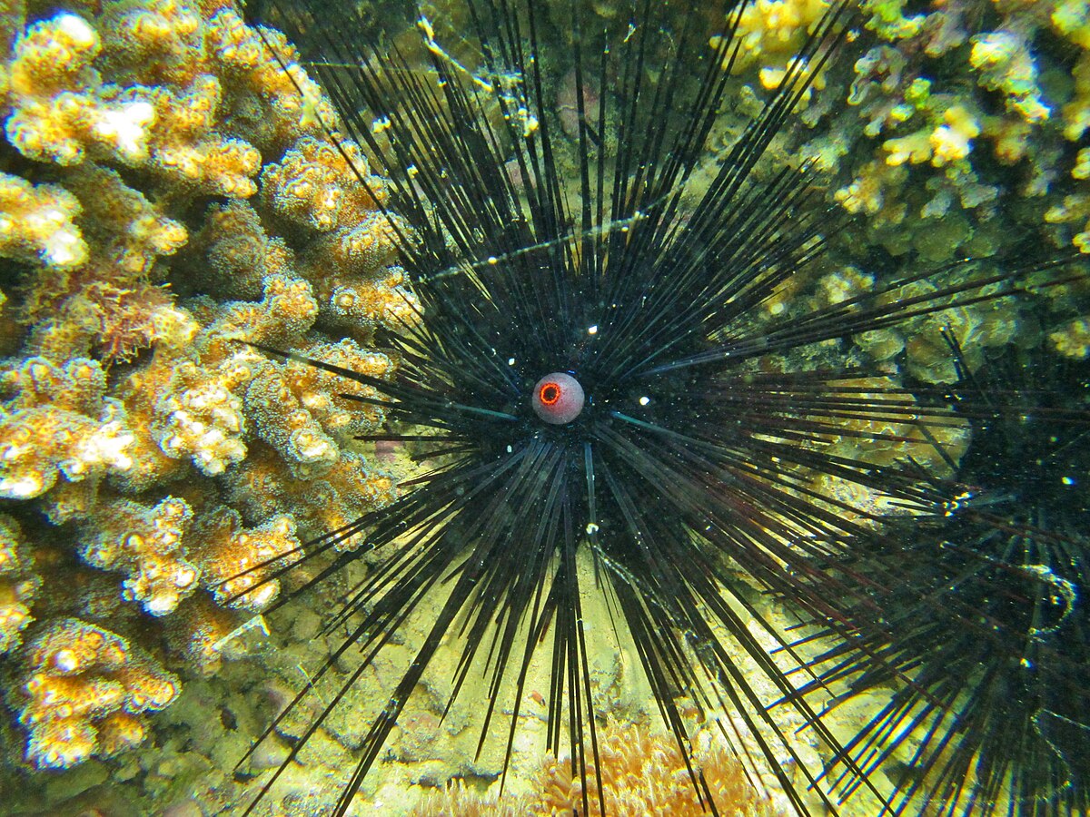 sea urchin external anatomy