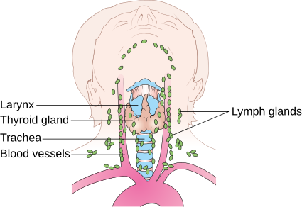 File:Diagram showing the position of the lymph nodes in the neck CRUK 353.svg