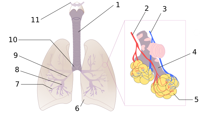 File:Diagrama de los pulmones-b.svg
