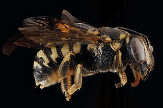 <i>Dianthidium simile</i> Species of bee