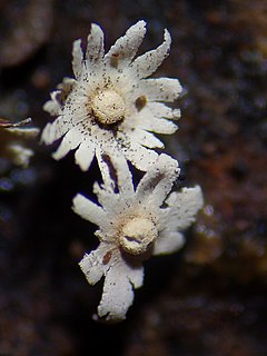 <i>Diderma subasteroides</i> species of slime mould