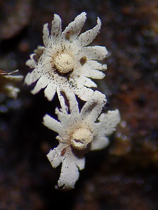 <i>Diderma subasteroides</i> Species of slime mould