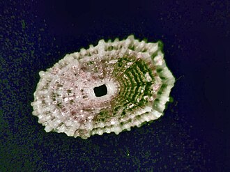 Ventral view of a shell of Diodora lincolnensis Diodora lincolnensis002.jpg