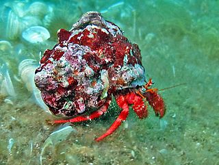 <i>Dardanus arrosor</i> Species of crustacean