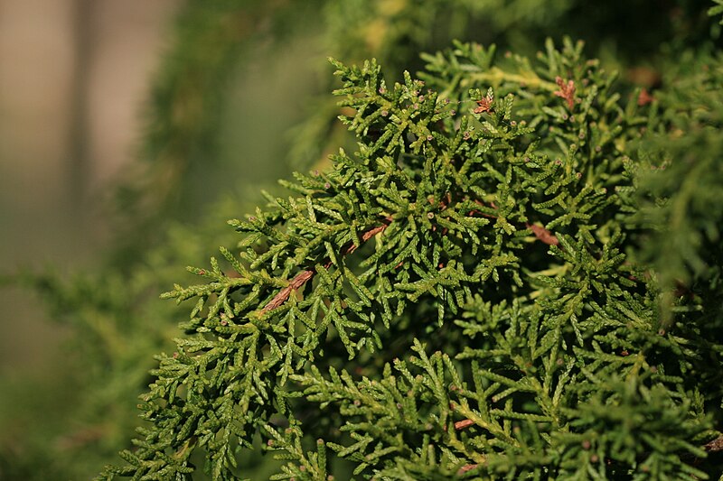 File:Diselma archeri (Tasman Juniper) (31150541282).jpg