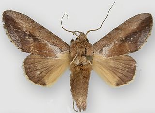 <i>Disphragis bifurcata</i> Species of moth