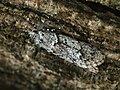 Diurnea fagella ♂ - March dagger moth (male) (40750710192).jpg