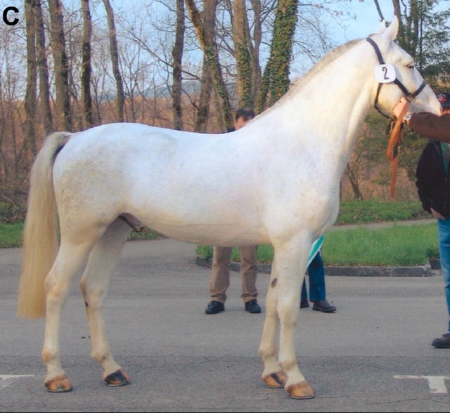 The same foal as an adult horse. Some white spotted horses lose pigment with age, even though they do not possess the gray gene. The underlying skin r