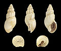 * Nomination Shell of a fossil dog whelk, Dorsanum plicatum --Llez 16:52, 25 August 2015 (UTC) * Promotion  Support Good quality. May be better with more sharpness. --XRay 17:14, 25 August 2015 (UTC)