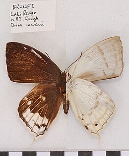 <i>Drina cowani</i> Species of butterfly