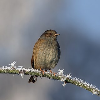 <span class="mw-page-title-main">Accentor</span> Genus of birds