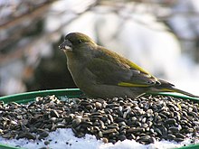 Dzwoniec carduelis chloris1.jpg