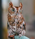 Owl, Eastern Screech- Megascops asio