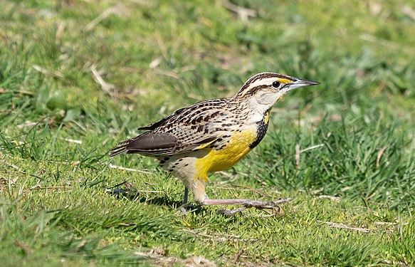 Eastern meadowlark, Central Park