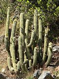 Miniatura para Echinopsis chiloensis