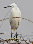 Egretta garzetta