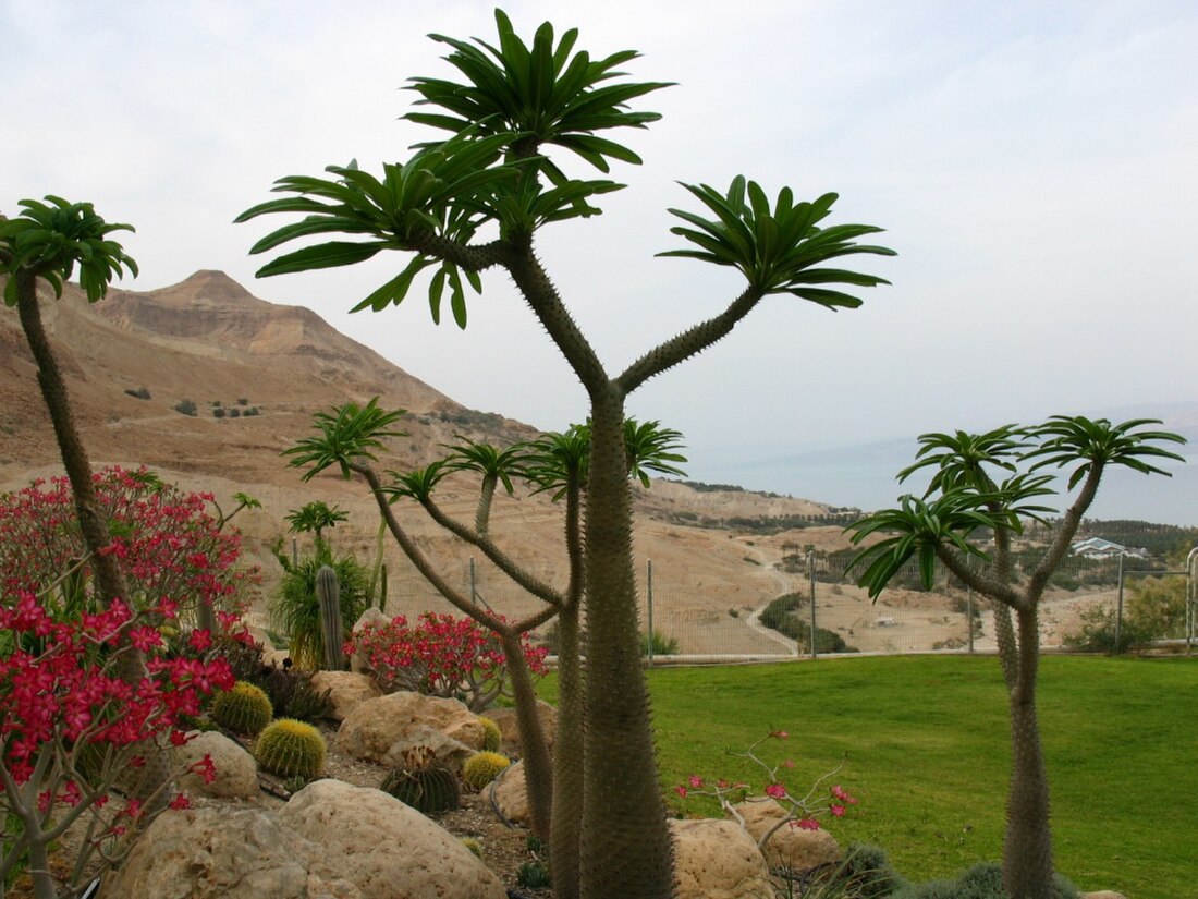 Ein Gedi (kibboutz)