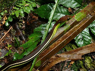 <i>Dendrelaphis formosus</i> Species of reptile