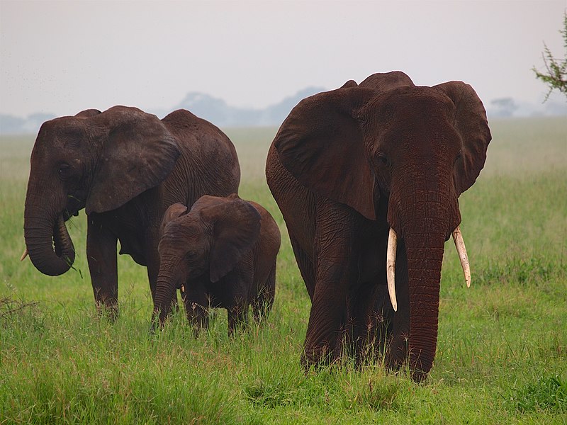 File:Elephants in Tarangire National Park (2015).jpg