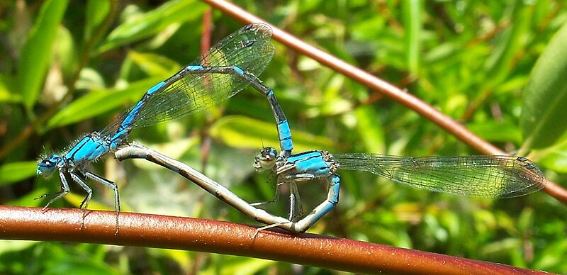 File:Enallagma carunculatum-Copulating-8.jpg