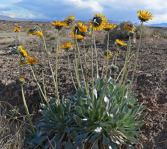 File:Enceliopsis argophylla 2.jpg