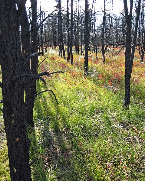 File:Endangered Kirtlands warbler habitat after the Meridian Fire of 2010 (6750675683).jpg