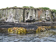 A view of the Enderby Island coastline, showing its volcanic composition (with Durvillaea kelp and an Auckland shag).