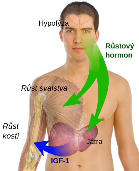 File:Endocrine growth regulation cs.svg